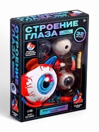 Набор для опытов «Строение глаза», анатомическая модель - Фото 11