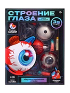 Набор для опытов «Строение глаза», анатомическая модель - Фото 12