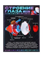 Набор для опытов «Строение глаза», анатомическая модель - Фото 13