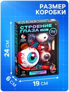 Набор для опытов «Строение глаза», анатомическая модель - Фото 3