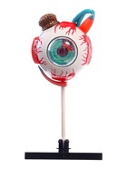 Набор для опытов «Строение глаза», анатомическая модель - Фото 5