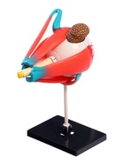 Набор для опытов «Строение глаза», анатомическая модель - Фото 6