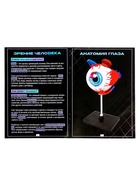 Набор для опытов «Строение глаза», анатомическая модель - Фото 10