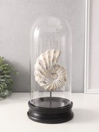 Фигурка в колбе «Ракушка плоскоспиральная», полистоун, 14×14×30 см - Фото 1