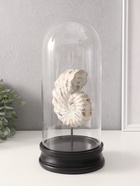 Фигурка в колбе «Ракушка плоскоспиральная», полистоун, 14×14×30 см - Фото 3