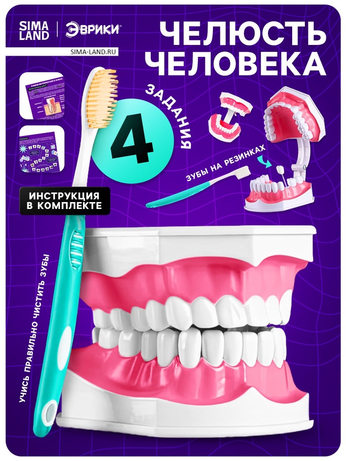 Набор для опытов «Анатомия», челюсть человека - Фото 1