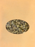 Кардамон, 50 г - Фото 3