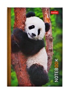 Блокнот Hatber «В мире животных», А6, 24 листа, на скобе, МИКС - Фото 17