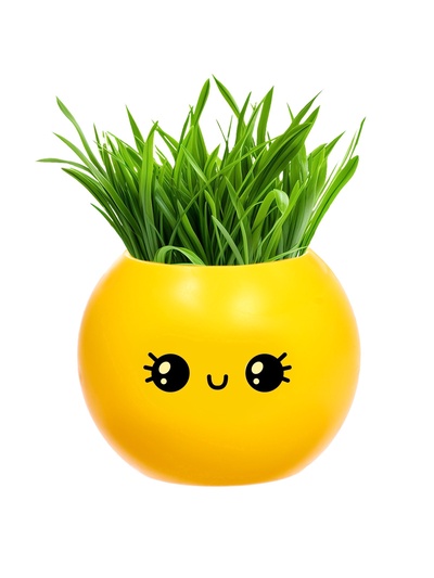 УЦЕНКА Набор для опытов, для детей «Выращиваем травку», растение в горшочке - эмодзи «Милый»
