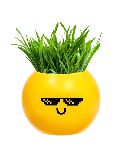 УЦЕНКА Набор для опытов, для детей «Выращиваем травку», растение в горшочке - эмодзи «Крутой»