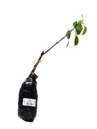 Яблоня декоративная Ола, туба, 1 шт, Лето 2025 - фото 42075548