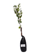 Яблоня декоративная Профьюжн, туба, 1 шт, Лето 2025 - фото 42075552