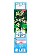 Актинидия аргута (Серия Северный сад) Вейки - фото 42075554