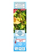 Актинидия коломикта (Серия Северный Сад) Доктор Шимановски - фото 42075558