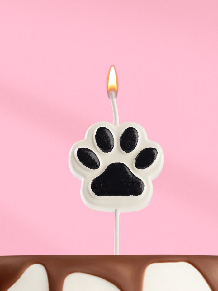 Свеча для торта на шпажке «Лапка - сквиш», бело-черная - Фото 1