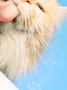 УЦЕНКА Альбом для рисования на скрепке, 40 листов МИКС - Фото 14