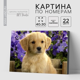 УЦЕНКА Картина по номерам на холсте с подрамником «Щенок лабрадора», 40×30 см