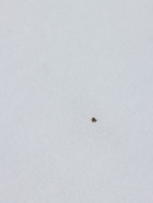 УЦЕНКА Столик журнальный «Клик Мебель», 400×400×420 мм, цвет дерево/белый - Фото 5