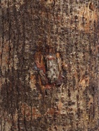УЦЕНКА Скворечник «Сова», 17×17×27 см, дерево джампинис - Фото 4