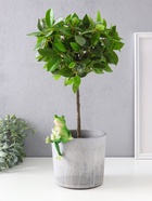 Фигурка для флорариума «Лягуха с лимонадом», полистоун, декор на кашпо, 5.3×5.5×10.3 см - Фото 2