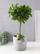 Фигурка для флорариума «Лягуха с бокалом - расслабляемся», полистоун, декор на кашпо, 9.5×4.5×7.5 см - Фото 2