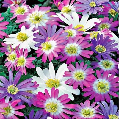 Анемона Бланда, смесь окрасок, 5/6 р-р, 10 шт., h=15-20 см, Осень 2025