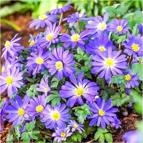 Анемона бланда Блу Шейдс, 5/6 р-р, 10 шт., h=15-20 см, Осень 2025 10661323