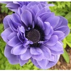 Анемона корончатая махровая Блу, 5/6 р-р, 10 шт., h=30 см, Осень 2025 10661325