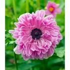 Анемона корончатая махровая Пинк, 5/6 р-р, 10 шт., h=30 см, Осень 2025 10661327