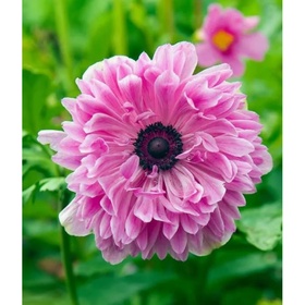 Анемона корончатая махровая Пинк, 5/6 р-р, 10 шт., h=30 см, Осень 2025 10661327