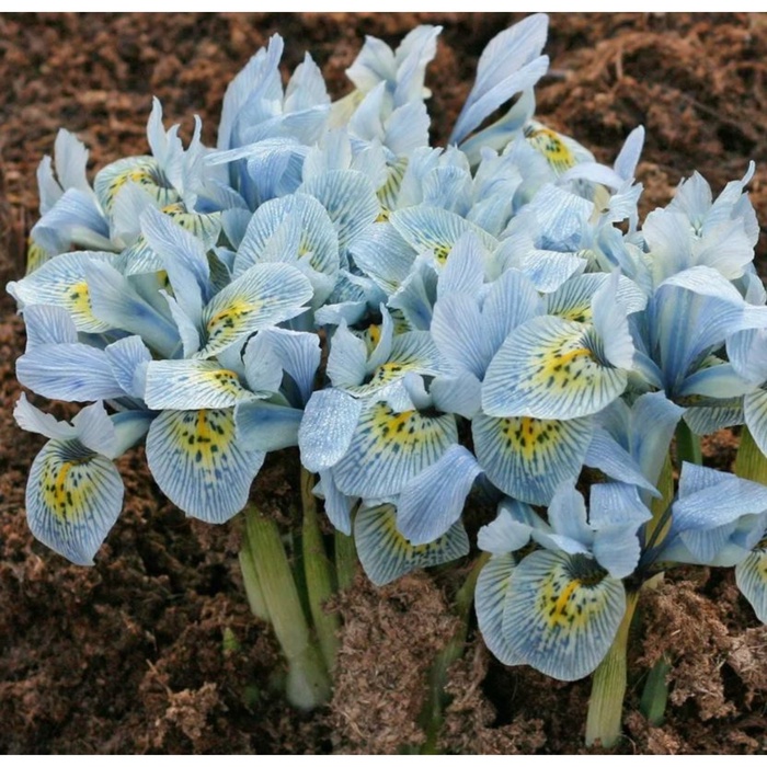 Ирис сетчатый Катарина Ходжкин, 6/+ р-р, 10 шт., h=15 см, Осень 2025 - Фото 1