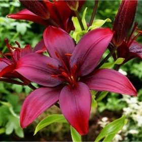 Лилия азиатская Блэк Джек, 14/16. р-р, 2 шт, 50 h(см), Осень 2025