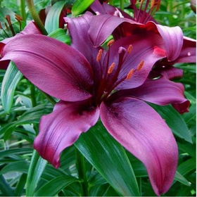 Лилия азиатская Дименшн, 14/16. р-р, 2 шт, 120-130 h(см), Осень 2025