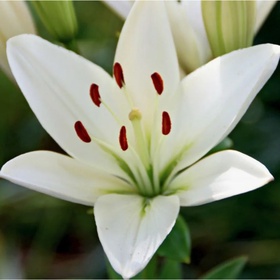Лилия азиатская «Йети», 14/16. р-р, 2 шт., 110 h(см), Осень 2025