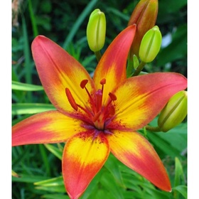 Лилия азиатская «Коста-дель-Соль», 14/16. р-р, 2 шт., 60 h(см), Осень 2025