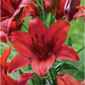 Лилия азиатская «Ред Хайленд», 16/18 р-р, 1 шт., 80-100 h(см), Осень 2025
