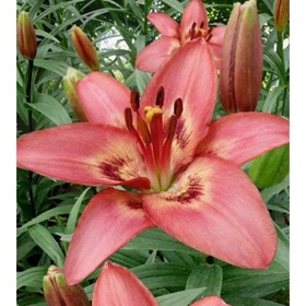 Лилия азиатская «Тинилко», 16/18 р-р, 1 шт., 80-100 h(см), Осень 2025