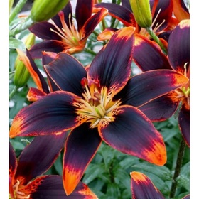Лилия азиатская «Форевер Сьюзан», 14/16. р-р, 2 шт., 80 h(см), Осень 2025