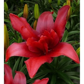 Лилия азиатская махровая «Болд Игл», 14/16. р-р, 2 шт., 100 h(см), Осень 2025
