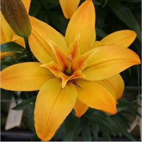 Лилия азиатская махровая «Голд Твин», 14/16. р-р, 2 шт., 85 h(см), Осень 2025
