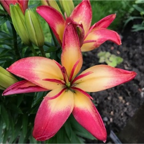 Лилия азиатская махровая «Деликат Джой», 14/16. р-р, 2 шт., 25 h(см), Осень 2025