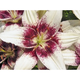 Лилия азиатская «Танго Изи Спот», 14/16. р-р, 2 шт., 110 h(см), Осень 2025