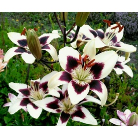 Лилия азиатская «Танго Неттис Прайд», 14/16. р-р, 2 шт., 110 h(см), Осень 2025