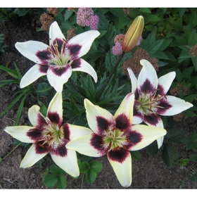 Лилия азиатская «Танго Патриция Прайд», 14/16. р-р, 2 шт., 60 h(см), Осень 2025