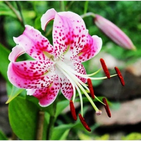 Лилия видовая «Прекрасная Рубрум», 14/16. р-р, 2 шт., 100 h(см), Осень 2025