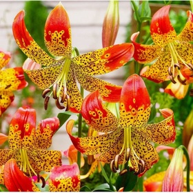 Лилия видовая «Фьюжн», 14/16. р-р, 1 шт., 100 h(см), Осень 2025