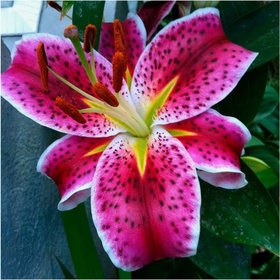 Лилия восточная «Барбадос», 14/16. р-р, 2 шт., 100 h(см), Осень 2025