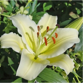 Лилия восточная «Брейк-данс», 14/16 р-р, 2 шт., 120 h(см), Осень 2025