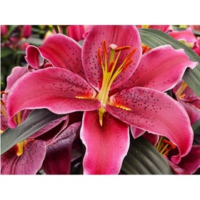 Лилия восточная «Брукс», 16/18 р-р, 1 шт., 100-120 h(см), Осень 2025