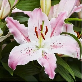 Лилия восточная «Виртуозо», 16/18 р-р, 1 шт., 110 h(см), Осень 2025